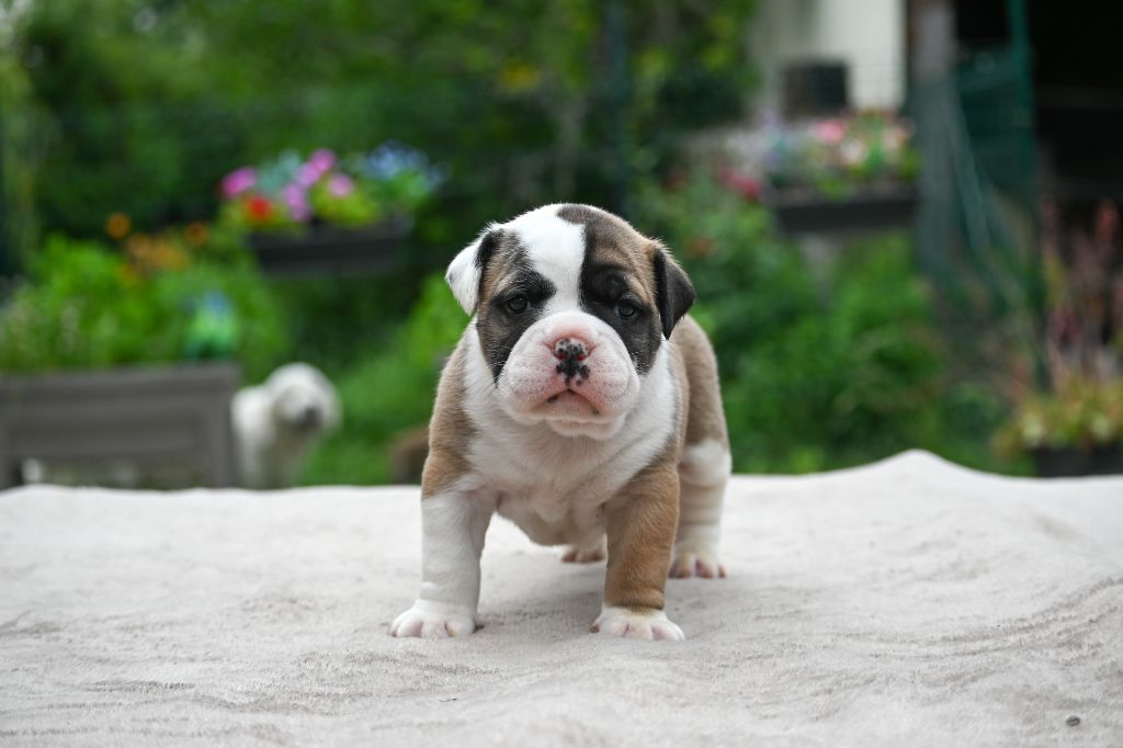 Des Symphonies d'Arlequin - Chiots disponibles - Bulldog continental