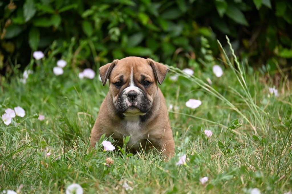 Des Symphonies d'Arlequin - Chiots disponibles - Bulldog continental