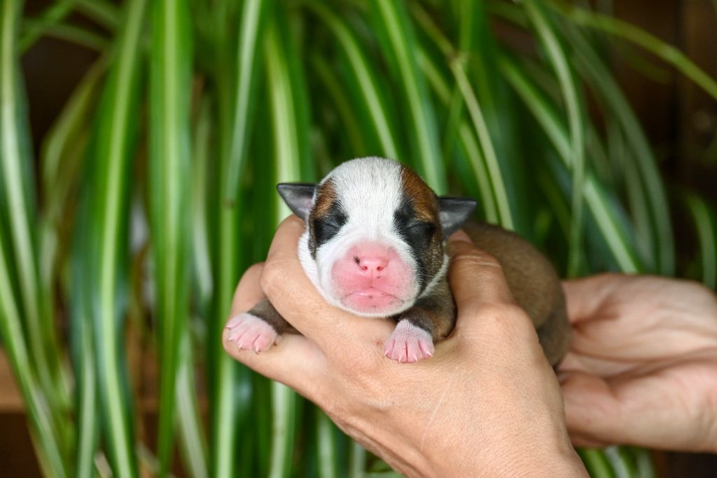 Des Symphonies d'Arlequin - Chiots disponibles - Bulldog continental