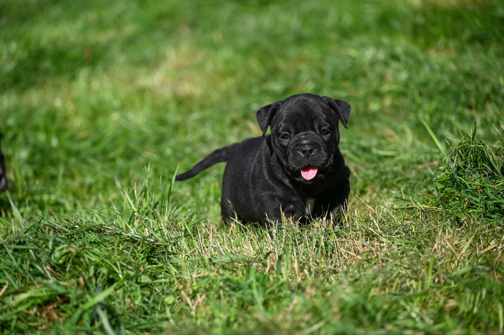 Des Symphonies d'Arlequin - Chiots disponibles - Bulldog continental