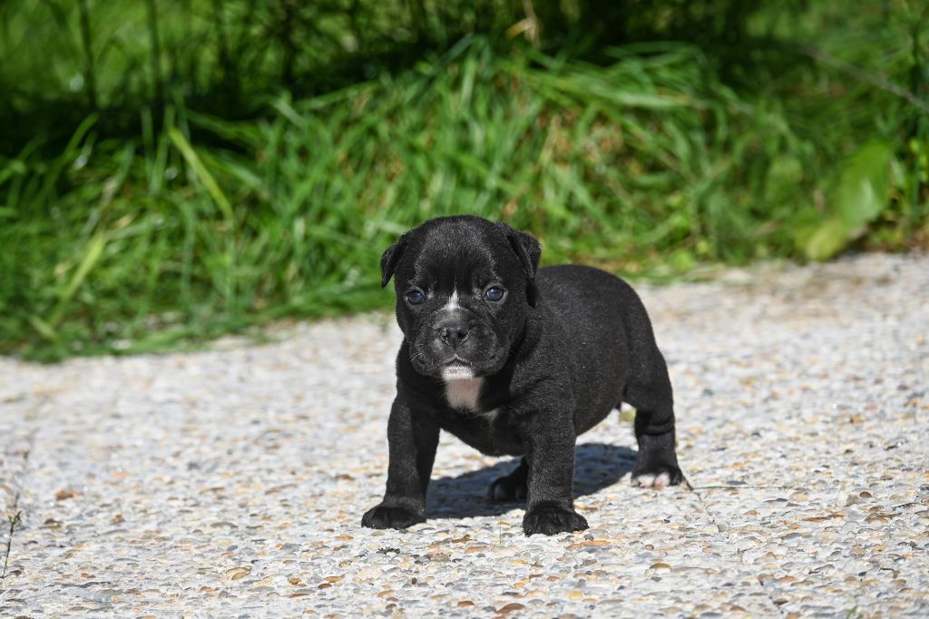 Des Symphonies d'Arlequin - Chiots disponibles - Bulldog continental