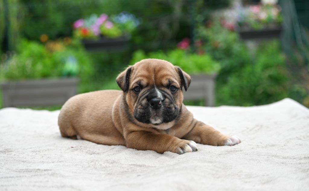 Des Symphonies d'Arlequin - Chiots disponibles - Bulldog continental