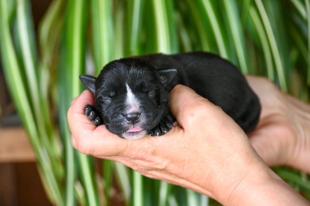 Des Symphonies d'Arlequin - Chiots disponibles - Bulldog continental