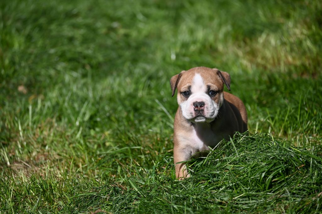 Des Symphonies d'Arlequin - Chiots disponibles - Bulldog continental