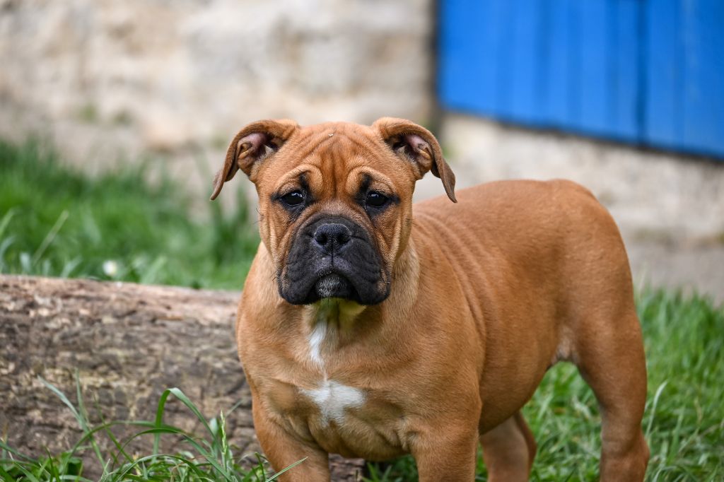 Des Symphonies d'Arlequin - Chiots disponibles - Bulldog continental