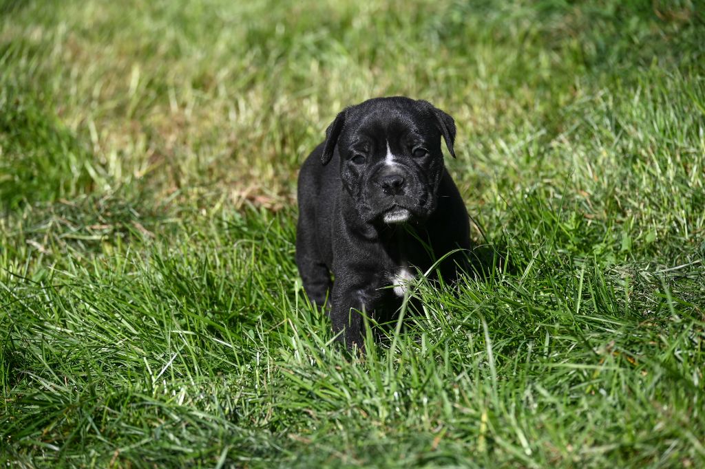 Des Symphonies d'Arlequin - Chiots disponibles - Bulldog continental
