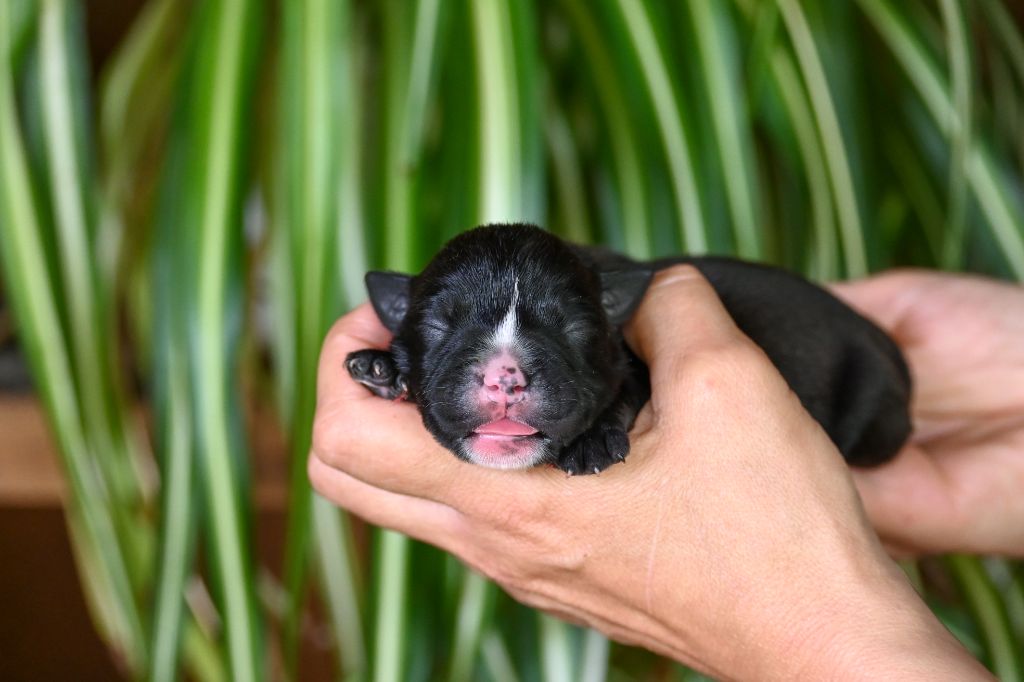 Des Symphonies d'Arlequin - Chiots disponibles - Bulldog continental