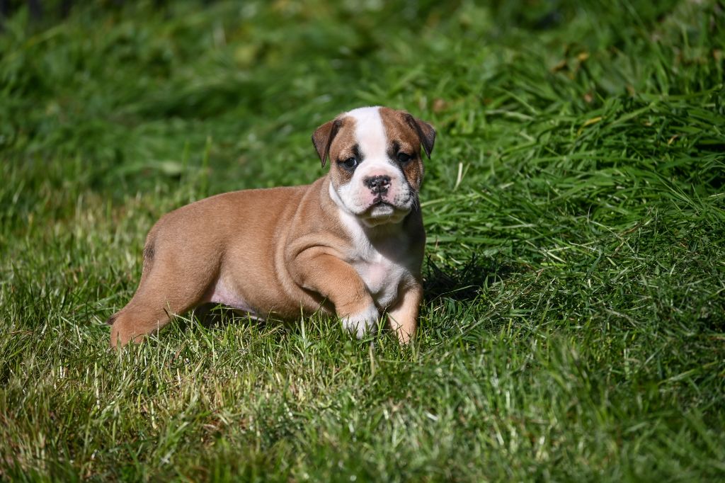 Des Symphonies d'Arlequin - Chiots disponibles - Bulldog continental