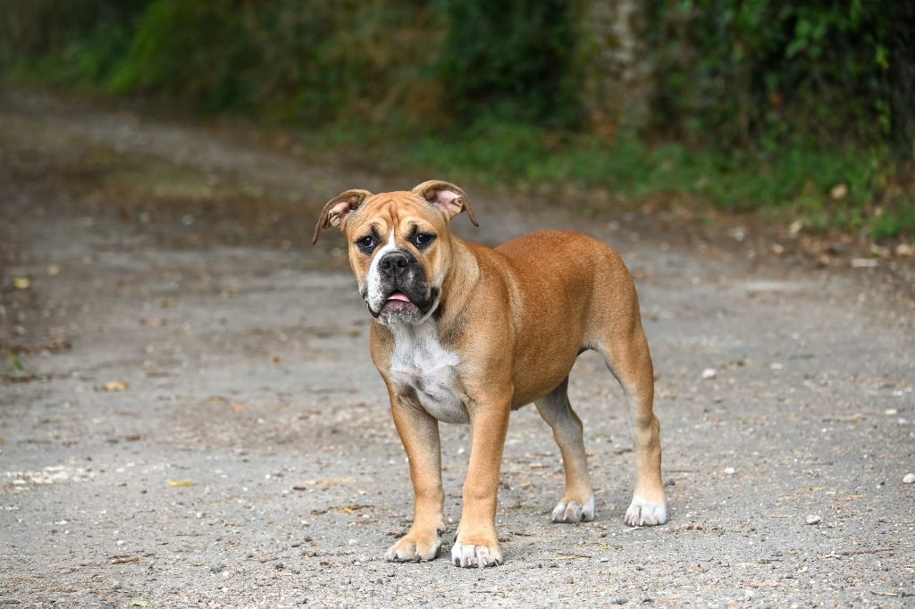 Des Symphonies d'Arlequin - Chiots disponibles - Bulldog continental
