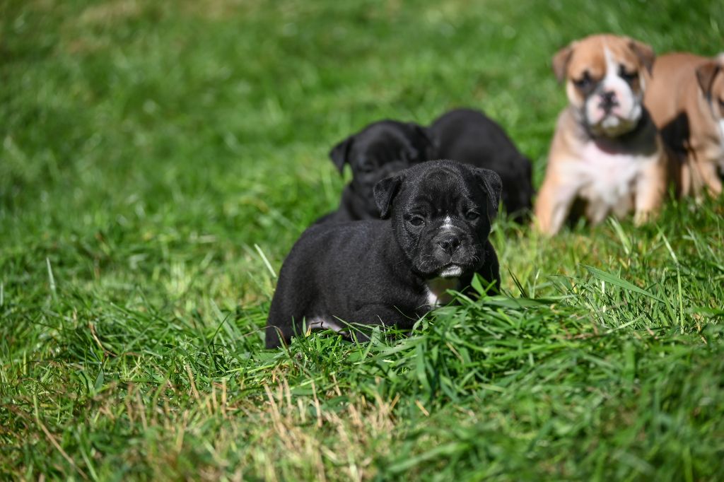 Des Symphonies d'Arlequin - Chiots disponibles - Bulldog continental