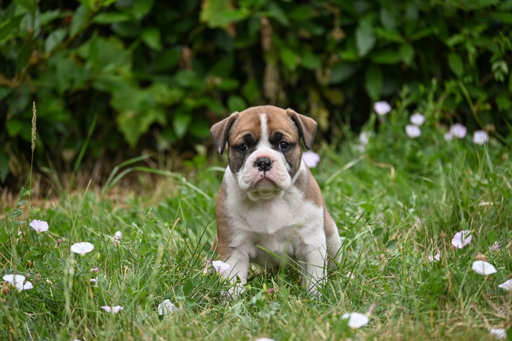 Des Symphonies d'Arlequin - Chiots disponibles - Bulldog continental
