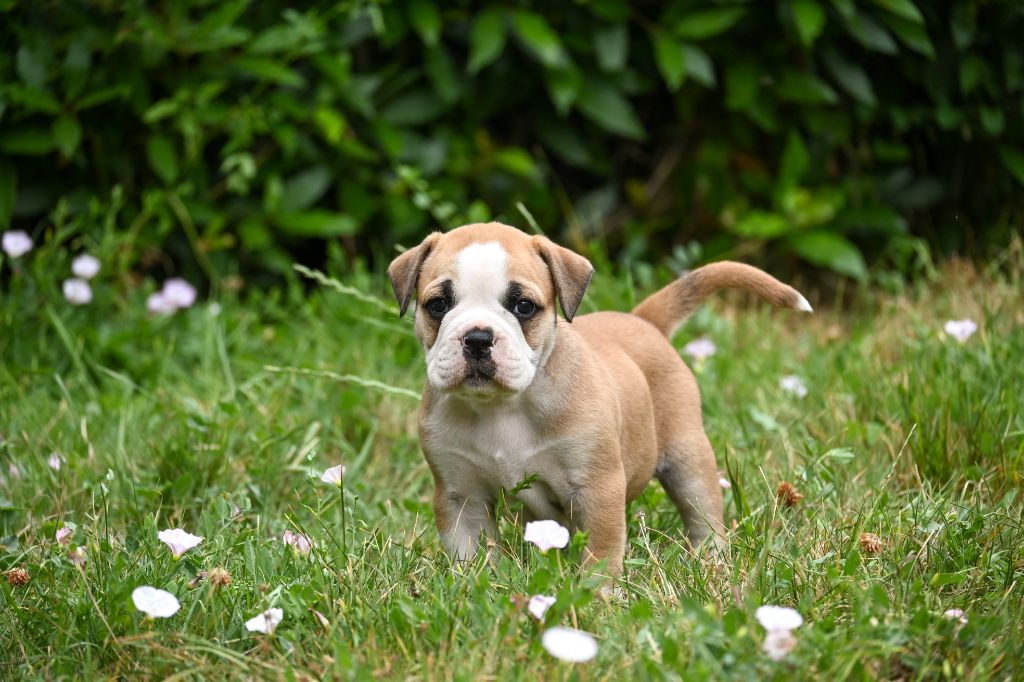 Des Symphonies d'Arlequin - Chiots disponibles - Bulldog continental