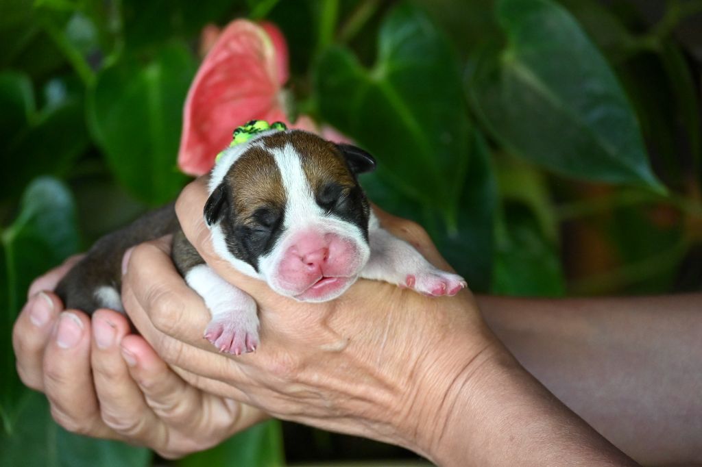 Des Symphonies d'Arlequin - Chiots disponibles - Bulldog continental