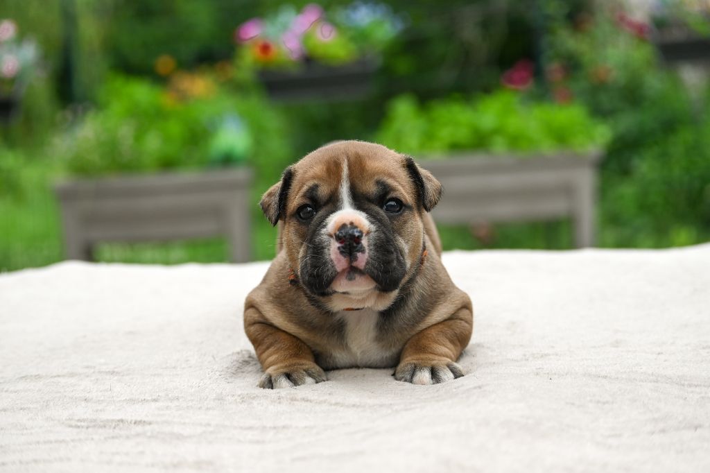 Des Symphonies d'Arlequin - Chiots disponibles - Bulldog continental