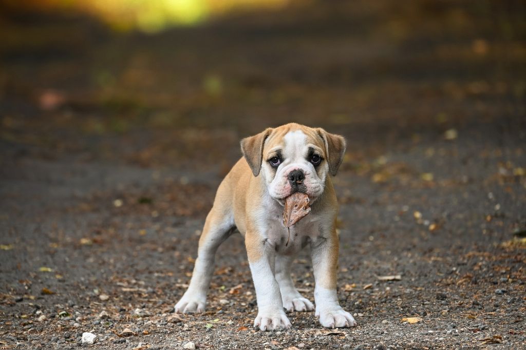 Des Symphonies d'Arlequin - Chiots disponibles - Bulldog continental