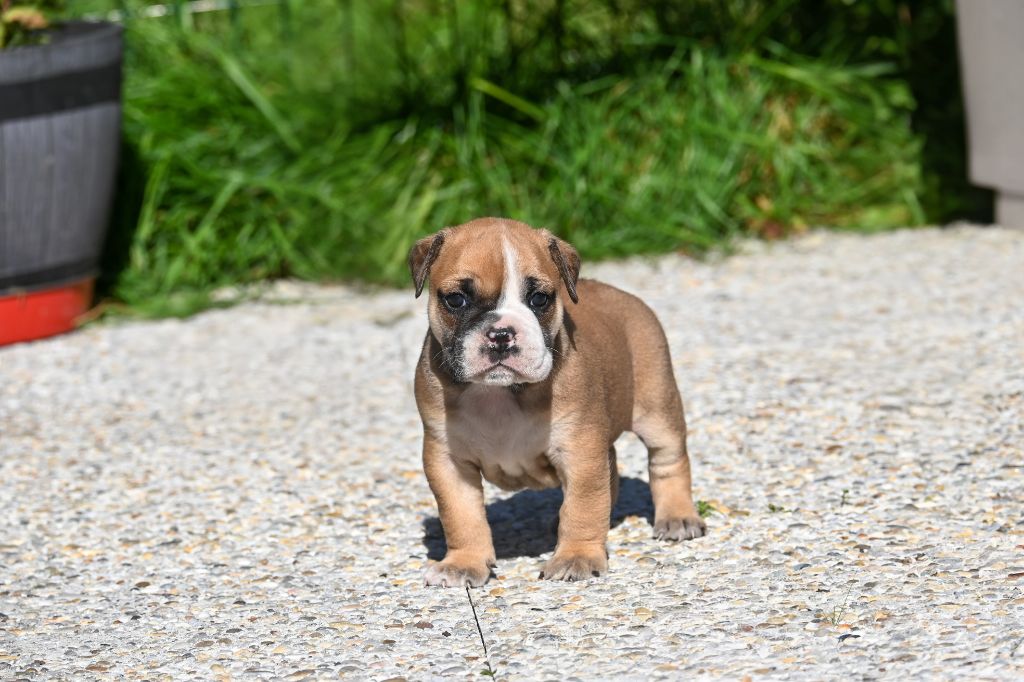 Des Symphonies d'Arlequin - Chiots disponibles - Bulldog continental