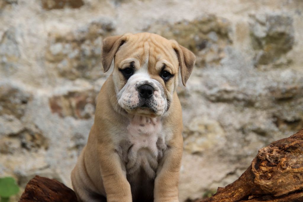 Des Symphonies d'Arlequin - Bulldog continental - Portée née le 01/09/2023