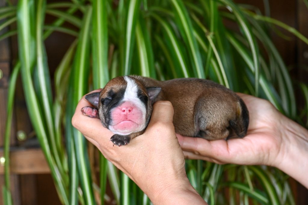 Des Symphonies d'Arlequin - Chiots disponibles - Bulldog continental