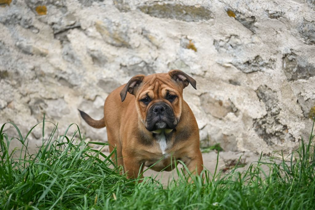 Des Symphonies d'Arlequin - Chiots disponibles - Bulldog continental