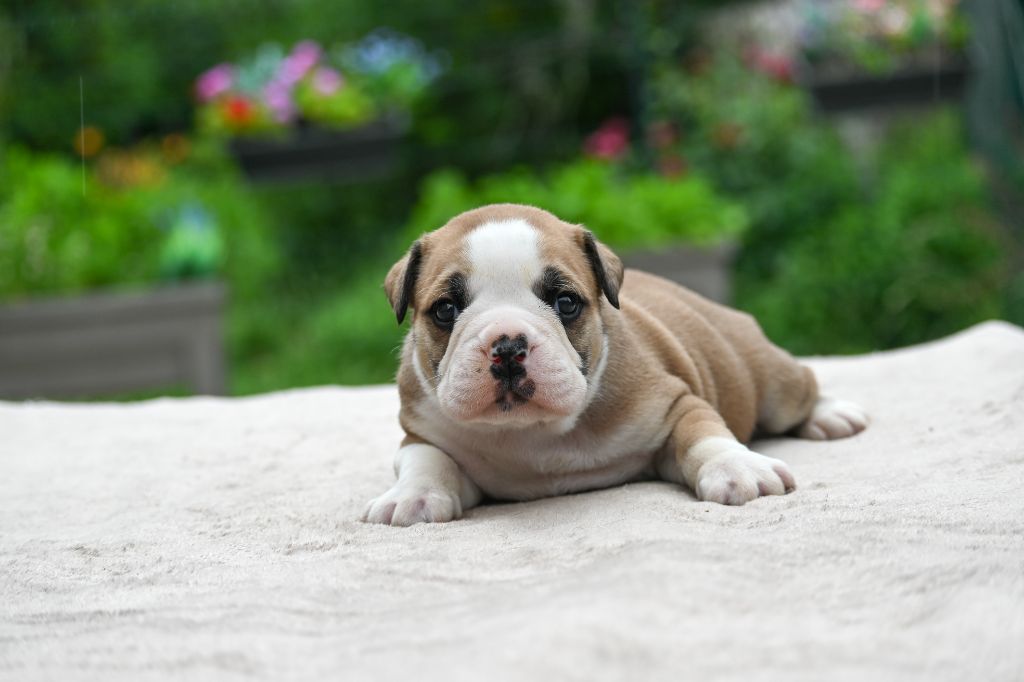 Des Symphonies d'Arlequin - Chiots disponibles - Bulldog continental