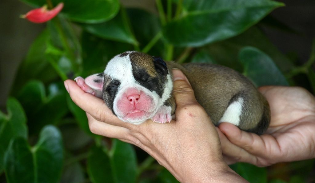 Des Symphonies d'Arlequin - Chiots disponibles - Bulldog continental