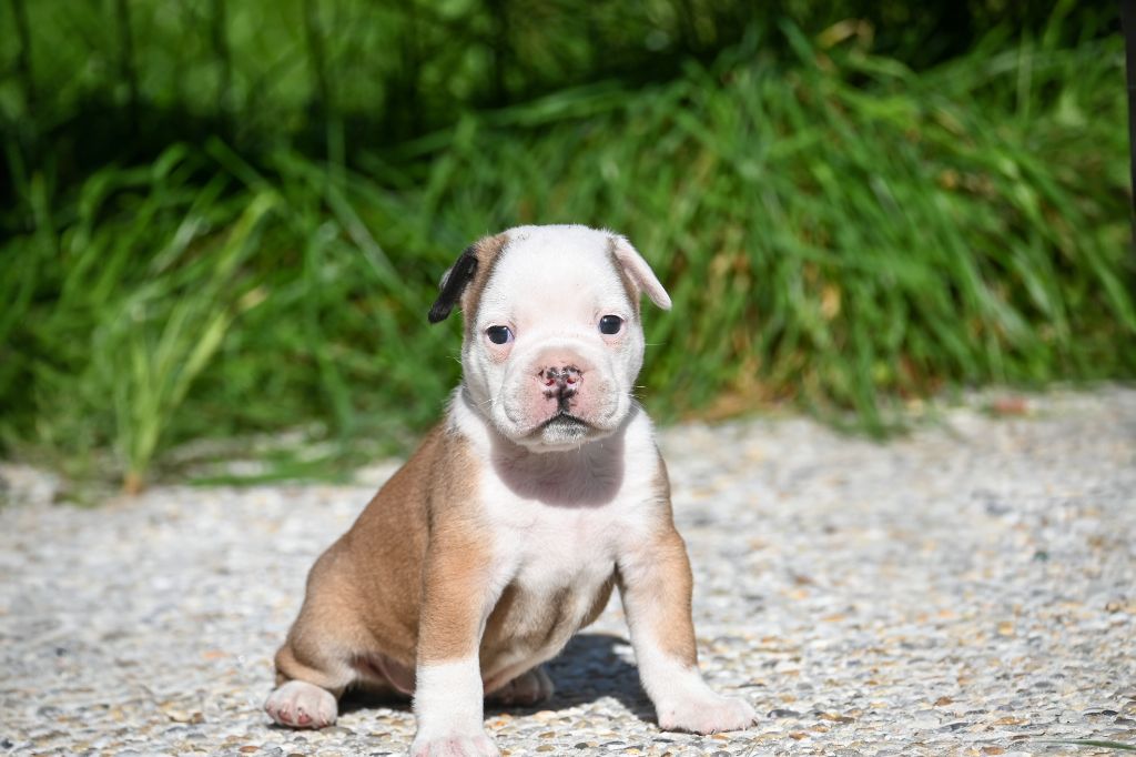Des Symphonies d'Arlequin - Chiots disponibles - Bulldog continental