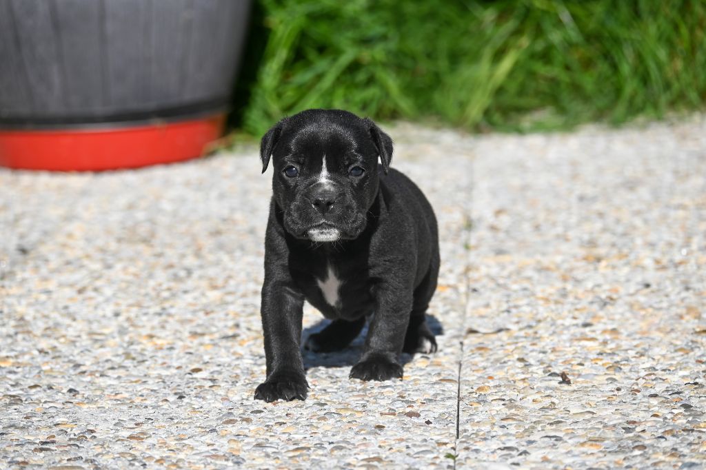 Des Symphonies d'Arlequin - Chiots disponibles - Bulldog continental