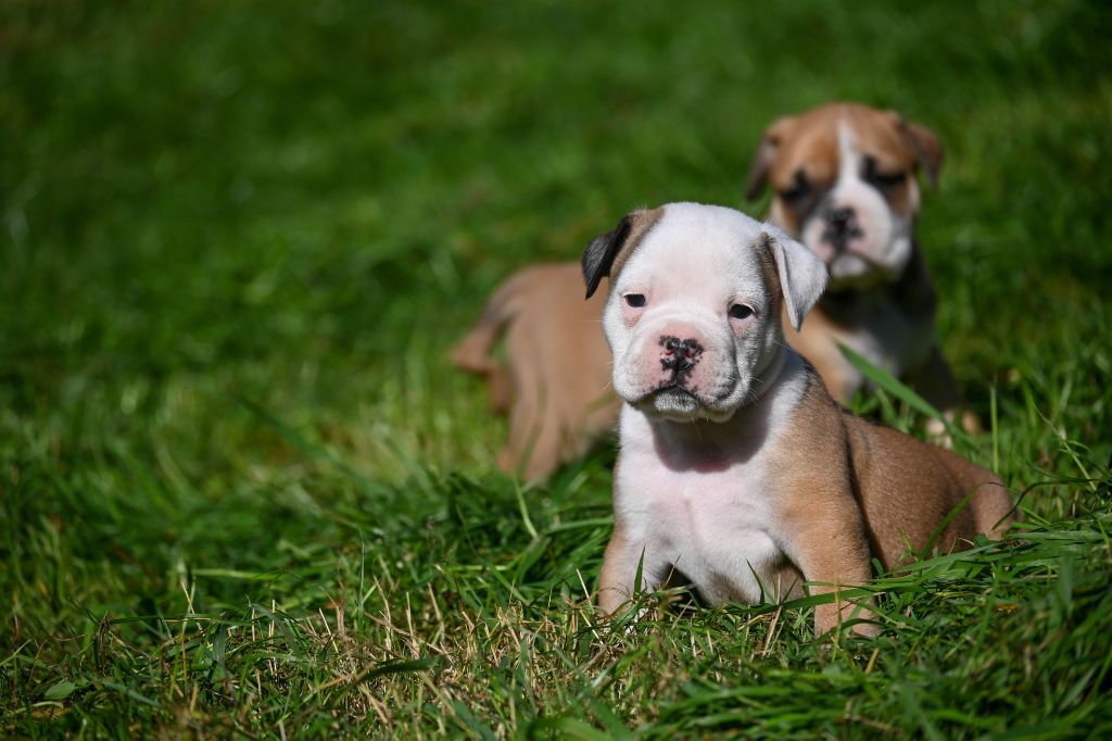 Des Symphonies d'Arlequin - Chiots disponibles - Bulldog continental
