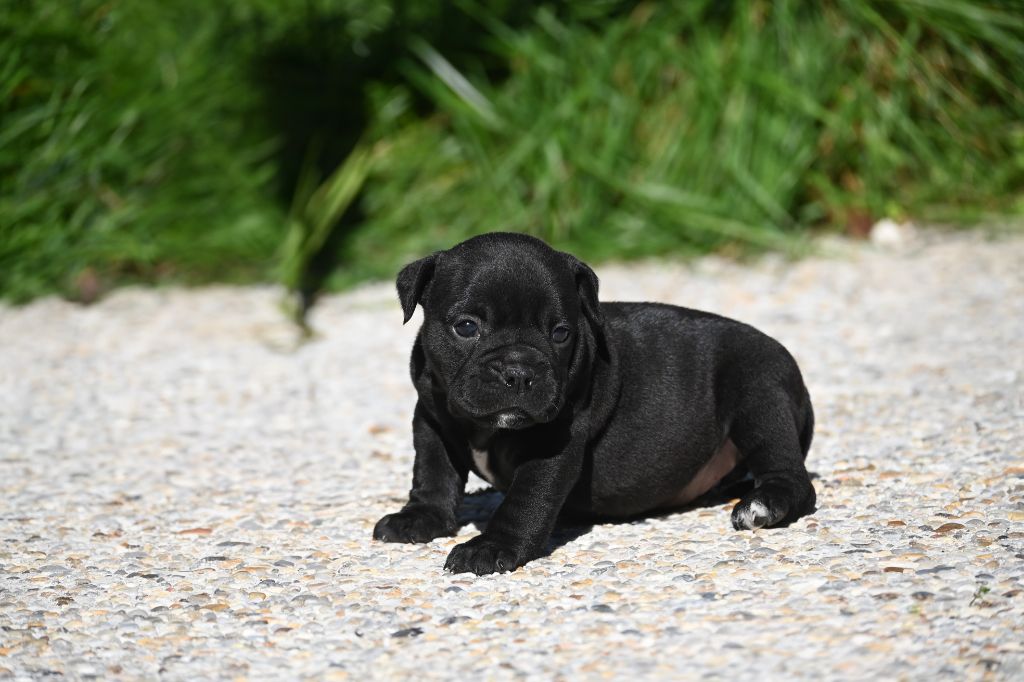 Des Symphonies d'Arlequin - Chiots disponibles - Bulldog continental