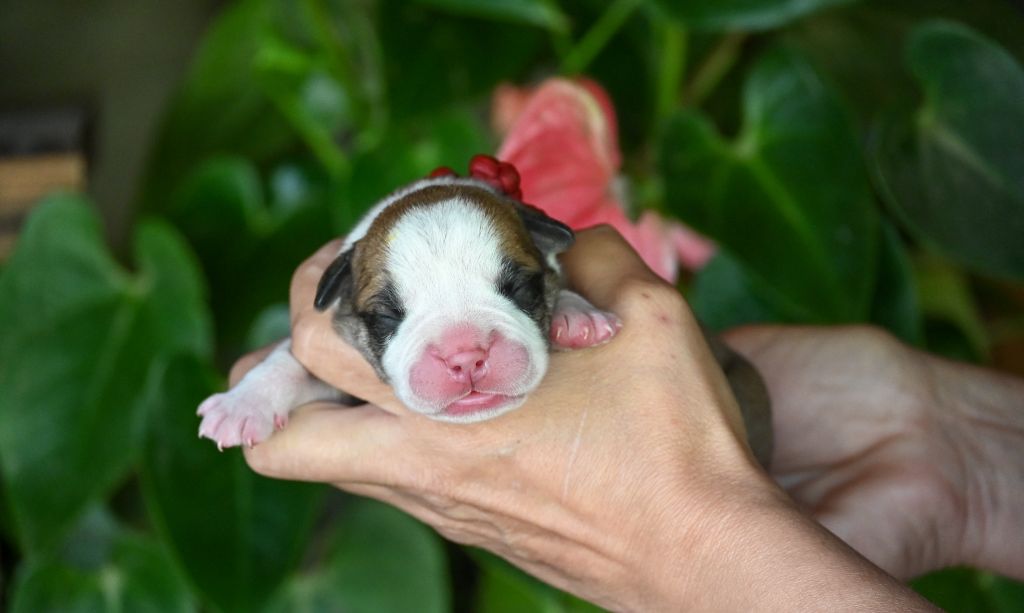 Des Symphonies d'Arlequin - Chiots disponibles - Bulldog continental