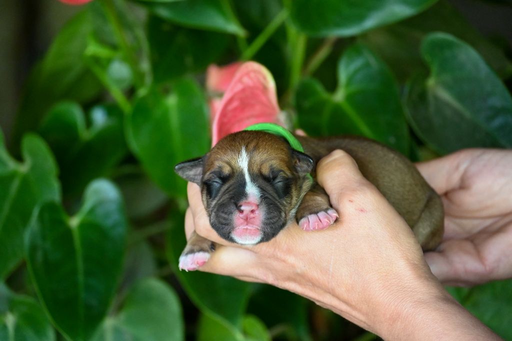 Des Symphonies d'Arlequin - Chiots disponibles - Bulldog continental