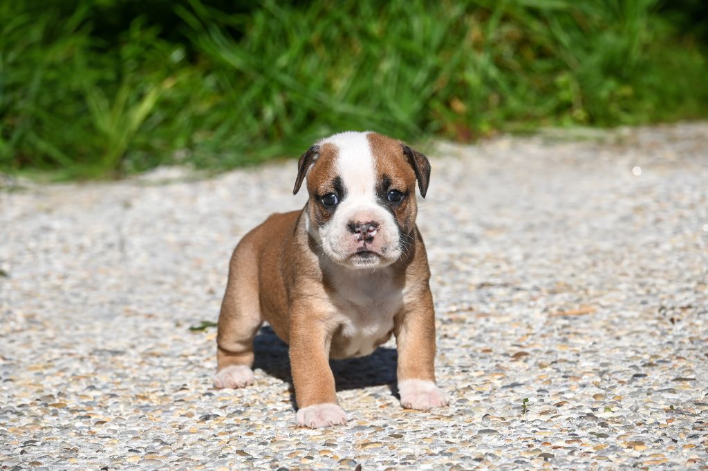 Des Symphonies d'Arlequin - Chiots disponibles - Bulldog continental