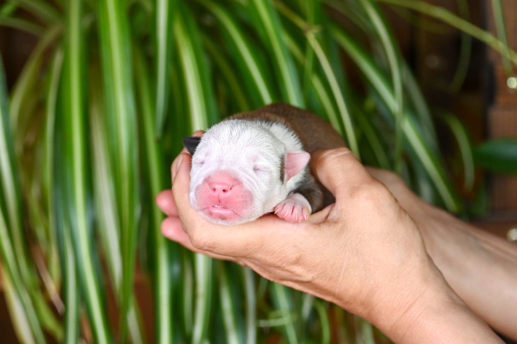 Des Symphonies d'Arlequin - Chiots disponibles - Bulldog continental