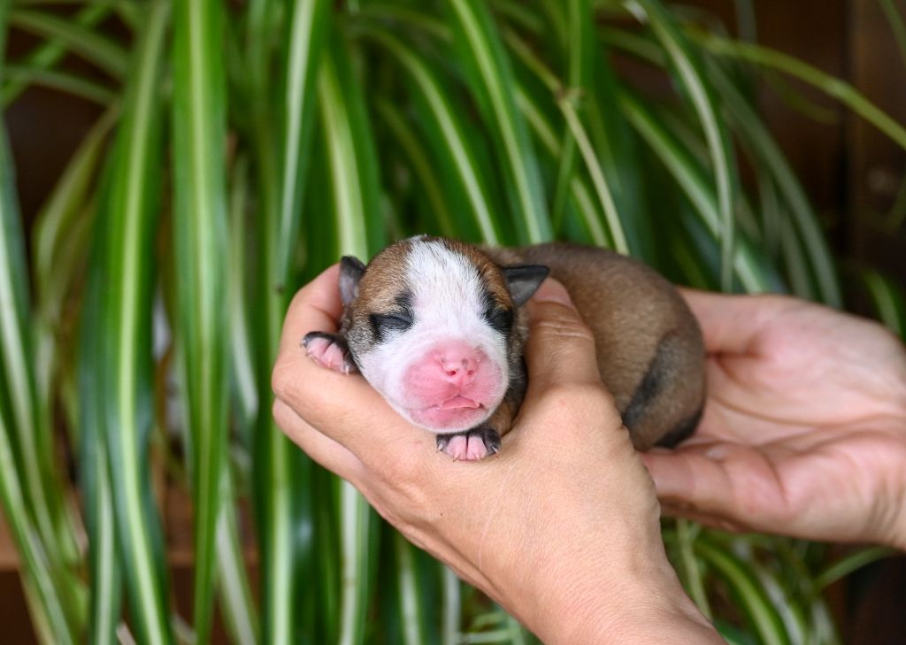 Des Symphonies d'Arlequin - Chiots disponibles - Bulldog continental
