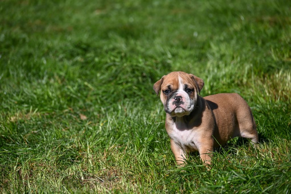 Des Symphonies d'Arlequin - Chiots disponibles - Bulldog continental