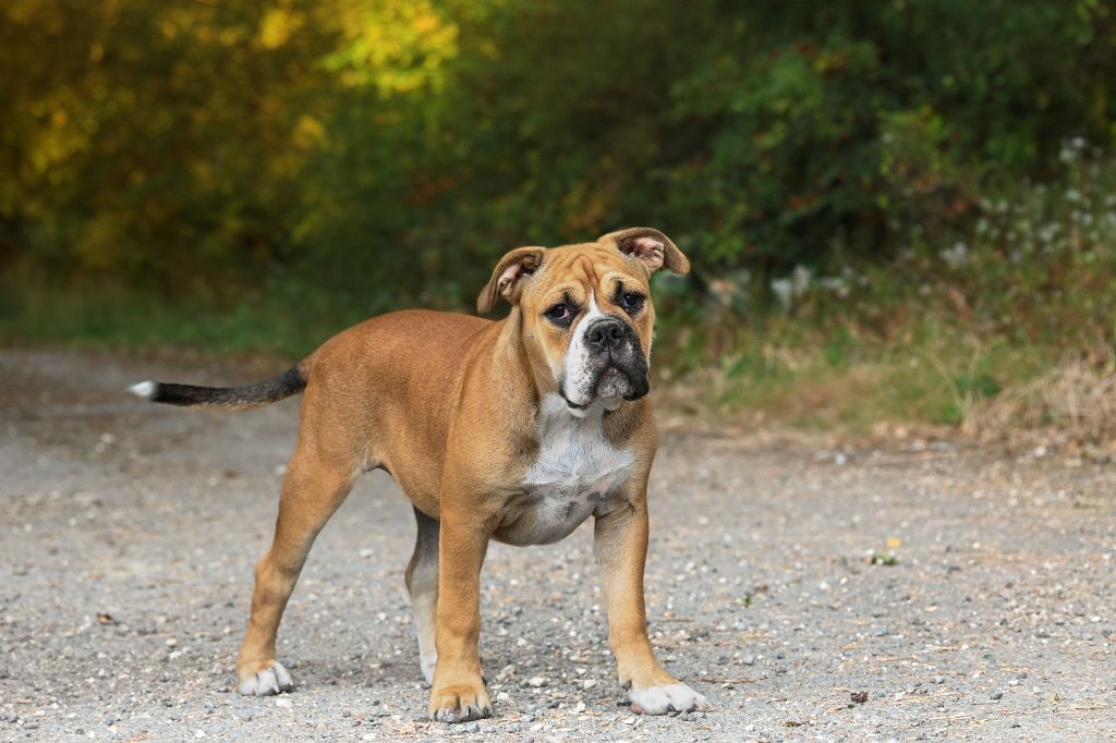 Des Symphonies d'Arlequin - Chiots disponibles - Bulldog continental